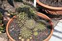 ECHINOPSIS CALOCHLORA VAR.TUBIFLORA.JPG